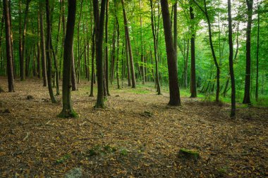 Güzel yeşil yapraklı orman ve düşen sarı yapraklar Nowiny, Polonya 'da