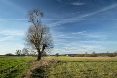 Willow tree without leaves on the meadow, white clouds and sky