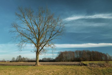 Big oak without leaves on the meadow, white clouds and blue sky, view in sunny day
