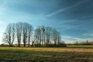 Trees without leaves on the meadow and blue sky, sunny day