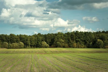 Agricultural field, forest and clouds on the sky