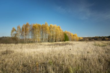 Dry grass on wild meadow, yellow autumn forest and sky
