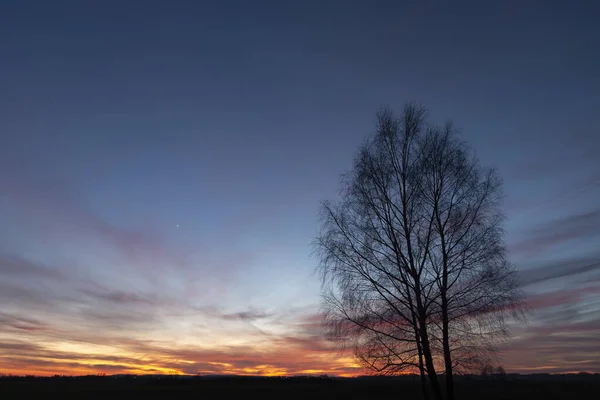 Trees without leaves on the background of clouds after sunset — Stock Photo, Image