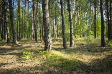Beautiful coniferous forest, view on a sunny day, Zarzecze, Poland