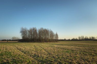Large meadow and small forest, cloudless sky