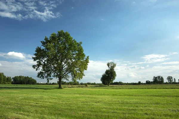 El roble grande en el prado verde, las nubes blancas en el cielo — Foto de Stock