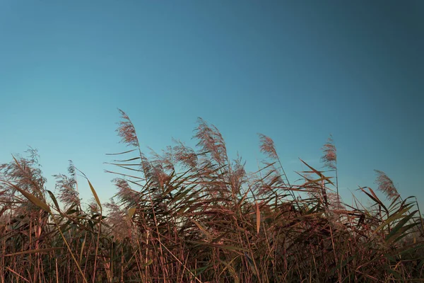 Brown water cane, cloudless blue sky, closeup