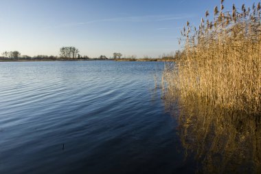 Sakin mavi bir gölde büyüyen sazlıklar, güneşli bir gün.