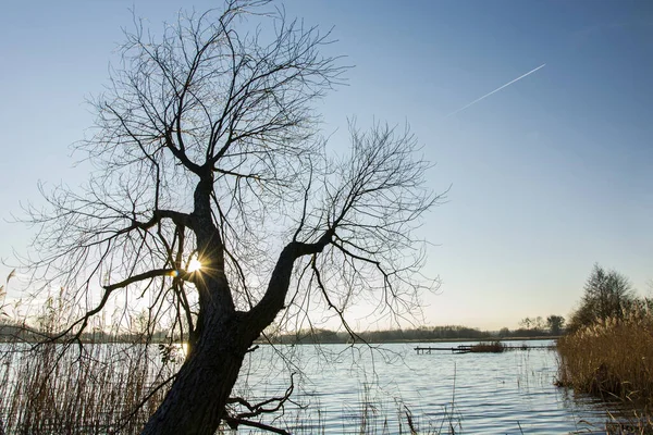 Silueta de un árbol sin hojas y el resplandor del sol — Foto de Stock