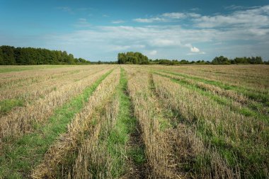 Sakal tarlası, ufuktaki ağaçlar ve gökyüzündeki beyaz bulutlar.