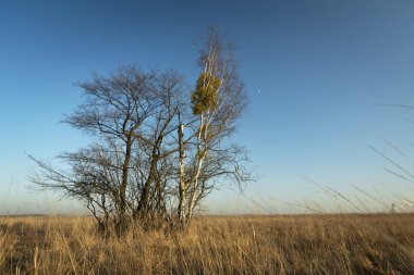 Çayırdaki bir grup ağaç. Uzun otlar, ufuk ve bulutsuz mavi gökyüzü.