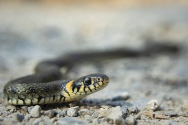 Güzel bir çim yılanının yakın çekimi, bahar manzarası.