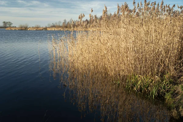 Cañas en el lago azul, vista en un día soleado — Foto de Stock