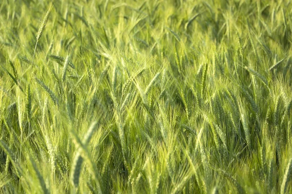 Primo piano di spighe verdi di triticale, fondo cerealicolo — Foto Stock