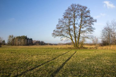 Yeşil çayır, ağaç ve mavi gökyüzünde tekerlek izleri