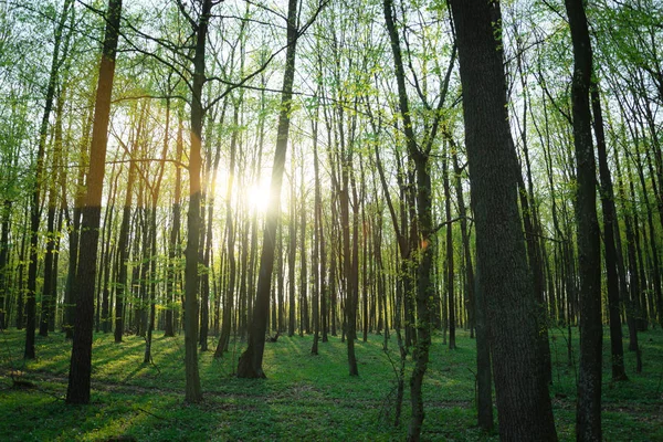Sluneční Svit Zeleném Listnatém Lese Jarní Pohled — Stock fotografie