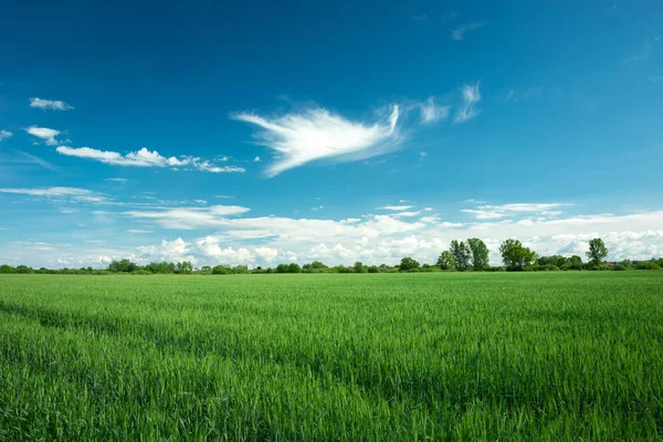 Campo Grano Verde Nubes Blancas Cielo Azul — Foto de Stock