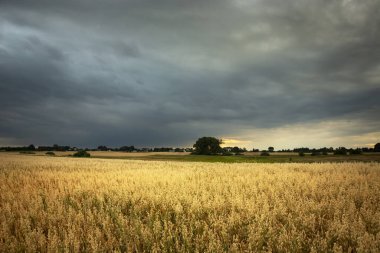 Yulaf tarlası ve gökyüzünde kara fırtına bulutları