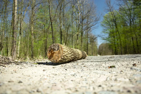 A wood log lying on the road in the woods
