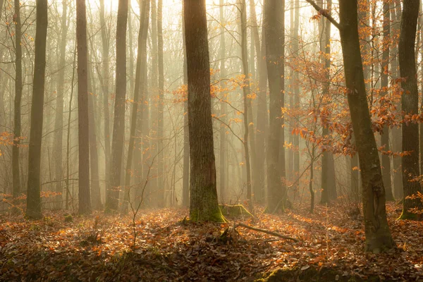 Bel Colpo Nella Foresta Con Nebbia Una Giornata Sole — Foto Stock