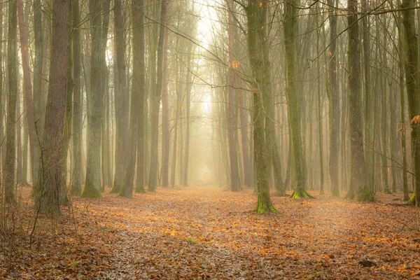 Alley Στο Δάσος Φθινόπωρο Ομίχλη Μια Ηλιόλουστη Μέρα — Φωτογραφία Αρχείου