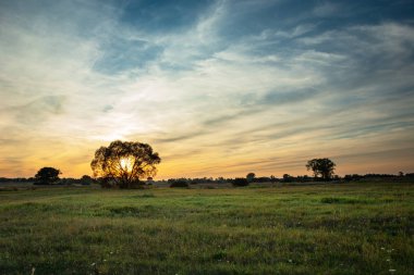 Yeşil bir çayırdaki bir ağacın arkasında gün batımı ve gökyüzünde beyaz bulutlar, yaz manzarası