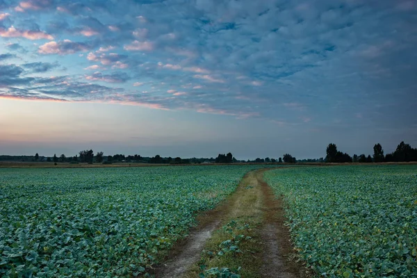 Beautiful evening clouds over a green field with beets and a dirt road