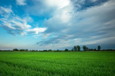 Taze tahıllı yeşil alan, ufukta ağaçlar ve gökyüzünde büyük bulutlar.