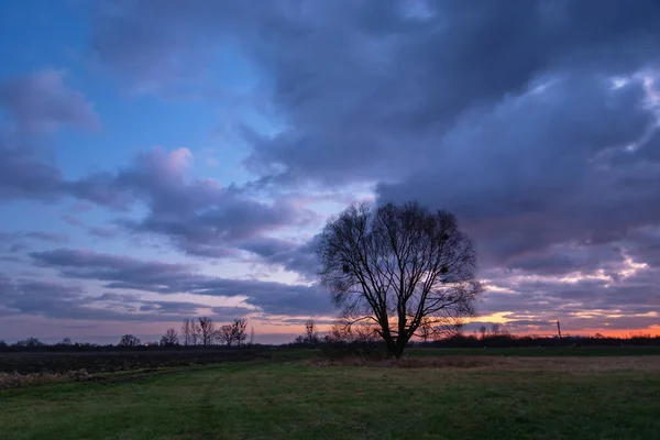 Einsamer Baum Ohne Blätter Auf Der Wiese Und Bunte Wolken — Stockfoto