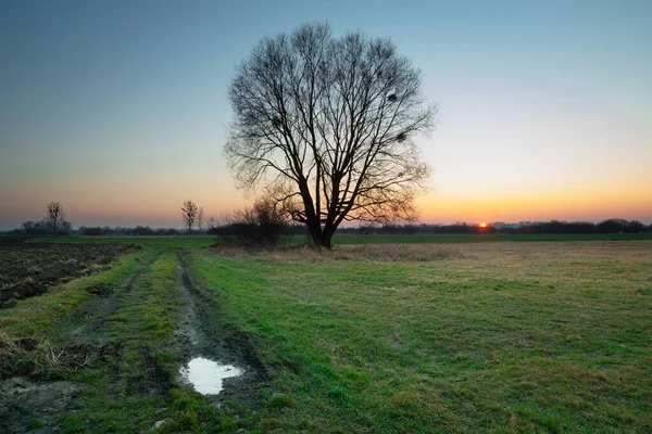 Riesiger Baum Ohne Blätter Der Mitte Des Rahmens Sonnenuntergang Über — Stockfoto