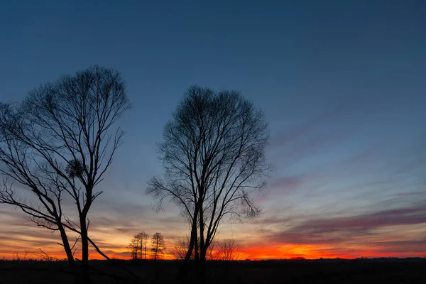 Siluetas Negras Árboles Contra Cielo Nubes Atardecer — Foto de Stock