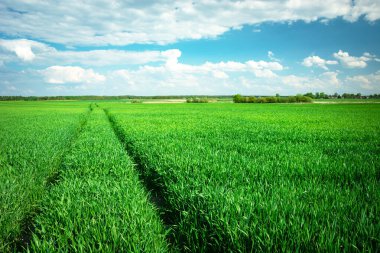 Yeşildeki tekerleklerin izleri büyüyen tahıllar, mavi gökyüzündeki beyaz bulutlar