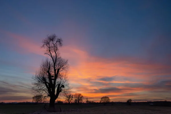 Yapraksız Bir Ağacın Siyah Silueti Gün Batımından Sonra Mavi Gökyüzünde — Stok fotoğraf