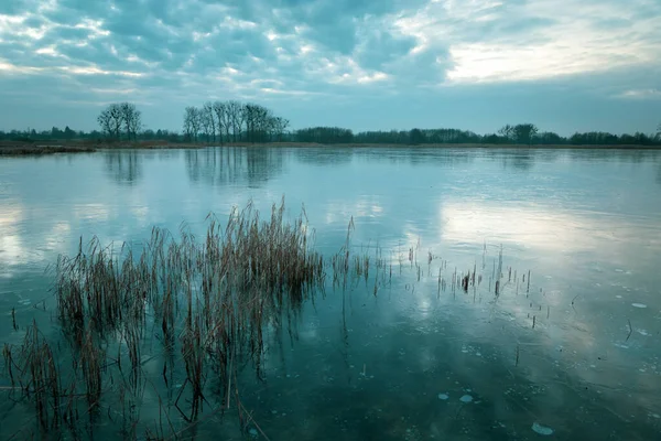 Canas Água Lago Congelado Árvores Horizonte Nuvens Céu — Fotografia de Stock