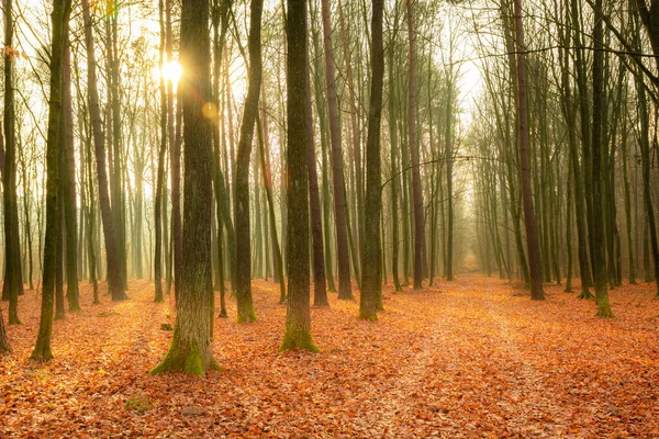 Foglie Cadute Autunno Foresta Nebbiosa Sole — Foto Stock