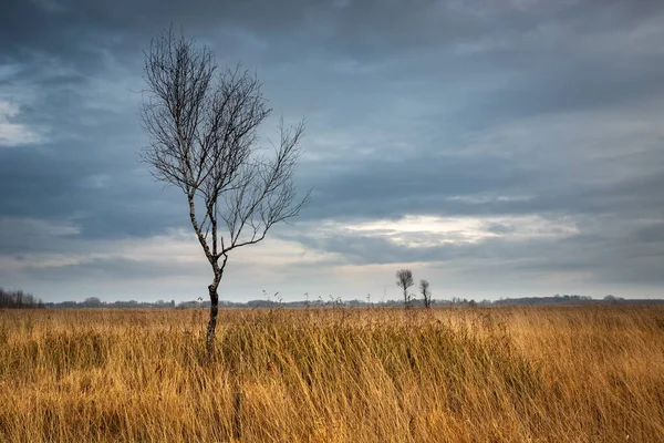 Yaprakları Olmayan Yalnız Bir Ağaç Sarı Uzun Çimenler Bulutlu Gökyüzü — Stok fotoğraf