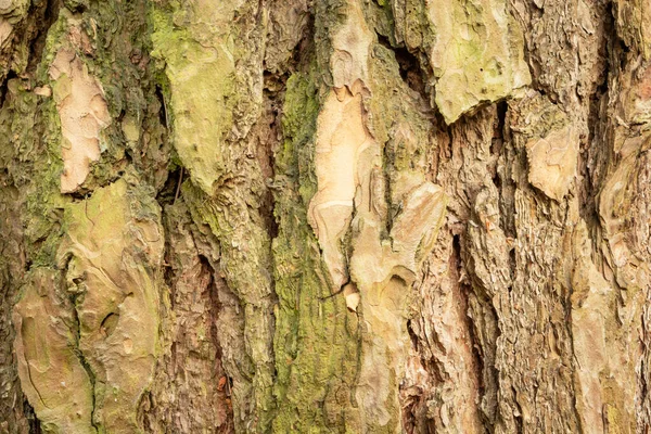 Corteza Árbol Verde Marrón Primer Plano — Foto de Stock