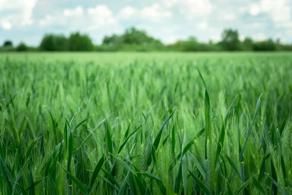 Зеленое Поле Созревания Ячменя Увеличивающееся Фокусирующееся Переднем Плане — стоковое фото