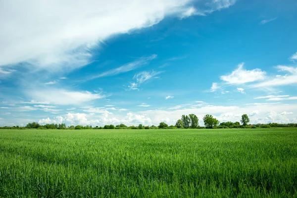 Campo Grano Verde Horizonte Nubes Blancas Cielo Azul Vista Primavera — Foto de Stock