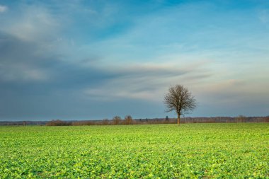 Yeşil bir tarlada yaprakları olmayan yalnız bir ağaç ve gökte güzel bulutlar.