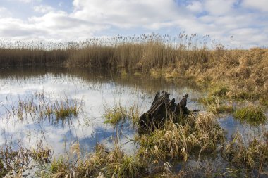 Suda yatan yaşlı ağaç kökü, mavi gökyüzünde beyaz bulutlar