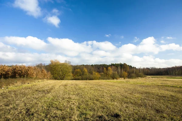 Sonbahar ormanının yanında büyük sarı bir çayır, mavi gökyüzünde bulutlar.