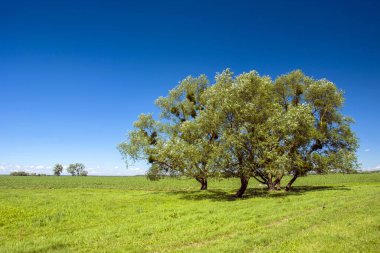 Yeşil bir çayırda büyüyen bir grup ağaç, mavi gökyüzü, yaz güneşli bir gün.