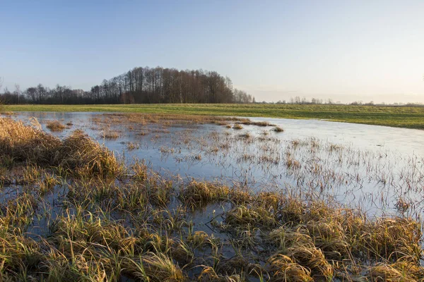 Zamarznięta Woda Łące Las Horyzoncie Karolinow Lubelskie Polska — Zdjęcie stockowe