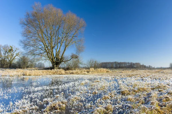 Large Tree Leaves Frozen Water Meadow Sunny Winter Day — Stock Photo, Image