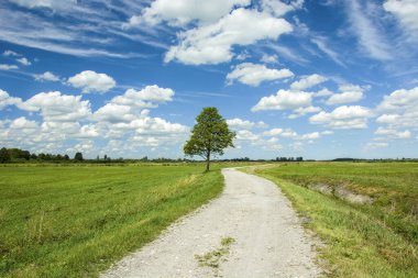 Yalnız ağaç ve kır yolu, yeşil çayır, ufukta ve mavi gökyüzünde beyaz bulutlar, yaz güneşli günü