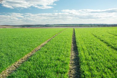 Mavi gökyüzünde yeşil, düşük tahıl, ufuk ve beyaz bulutlarda teknolojik yol