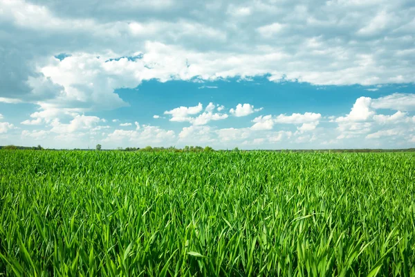 Зеленое Зерновое Поле Горизонт Белые Облака Голубом Небе — стоковое фото