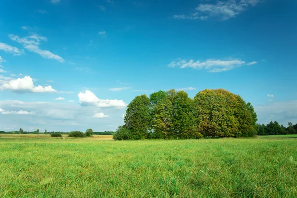 Groep Van Bomen Een Groene Weide Zonnige Zomer Blauwe Lucht — Stockfoto