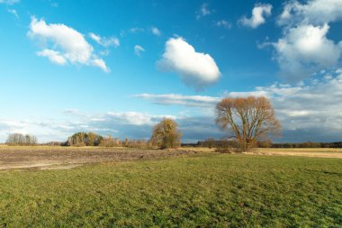 Çayırdaki ağaçlar, mavi gökyüzündeki ufuk ve beyaz bulutlar, ilkbahar manzarası.